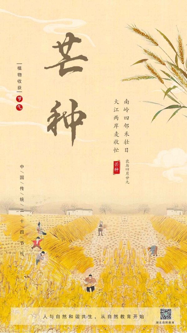 9-芒种_副本.jpg