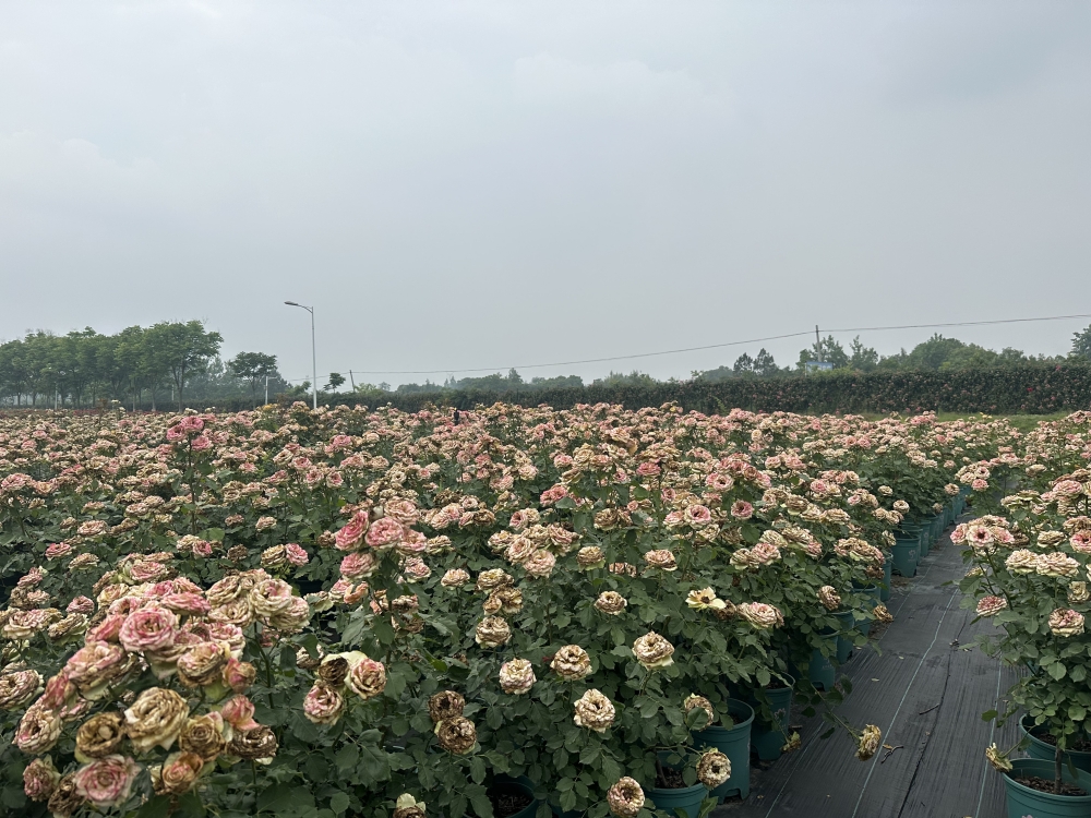 IMG_0985_副本.jpg